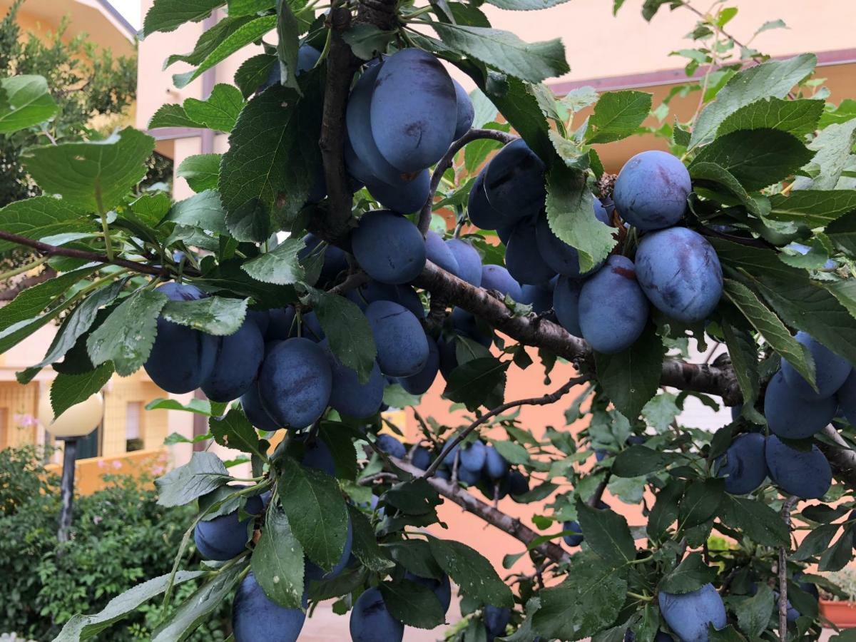 B&B I Fenicotteri 穆拉沃拉 外观 照片
